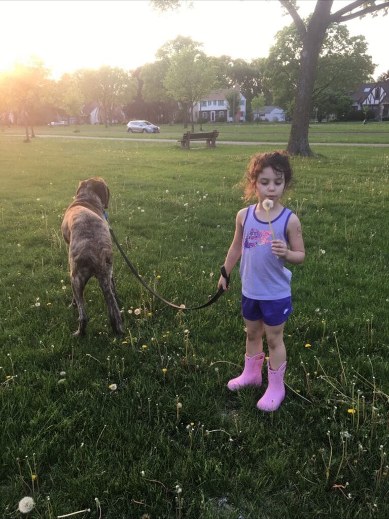 Young girl in purple clothes and pink boots walks a leashed dog through a sunny park, smiling amid green grass and dandelions.